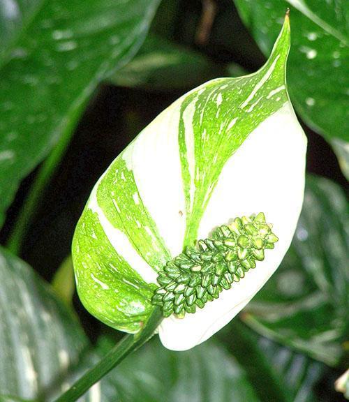 Las hojas y los pétalos de Spathiphyllum tienen un sabor amargo