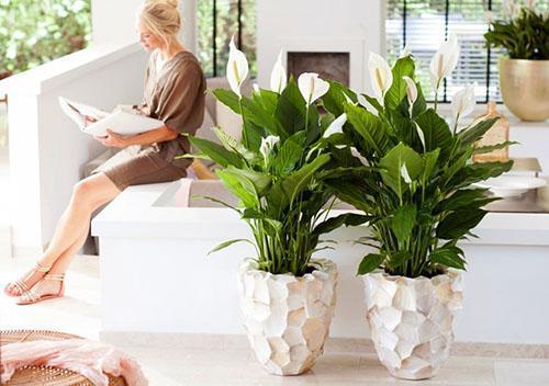 La flor de Spathiphyllum se llama felicidad femenina