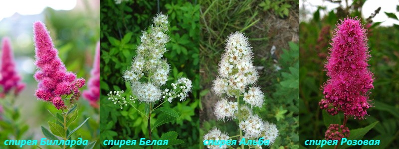 types populaires de spirée de saule