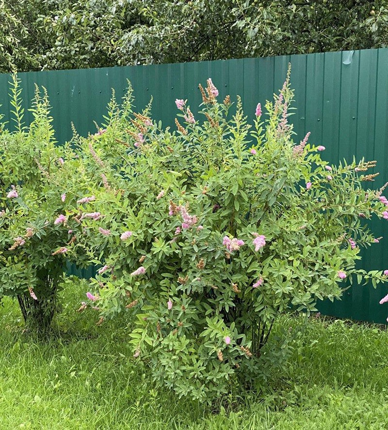 fleurs de saule spirée