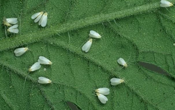 aleurode sur les fleurs