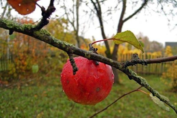 control de líquenes en árboles frutales