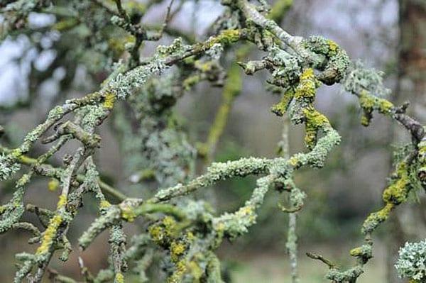 daño severo al árbol por líquenes
