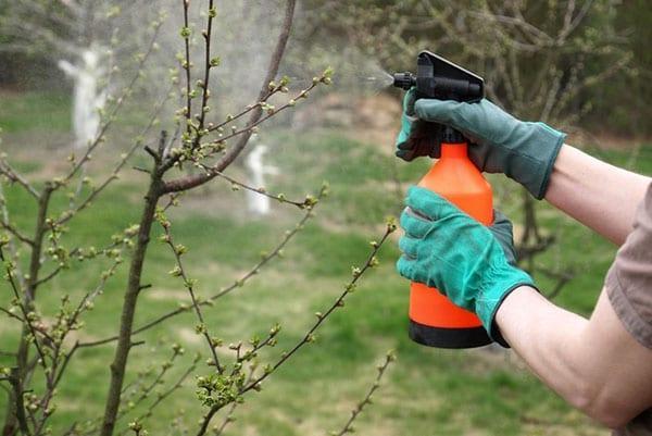 tratamiento de árboles frutales contra líquenes