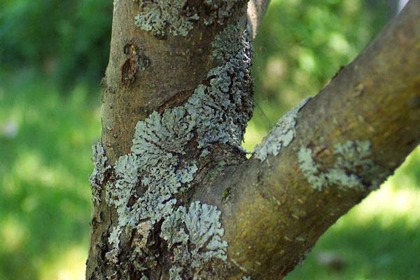 líquenes en un árbol frutal
