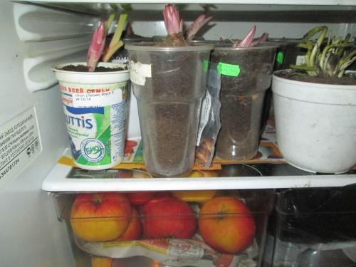 oignons au réfrigérateur