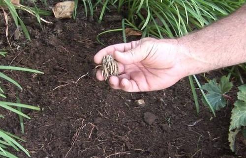 plantation en pleine terre