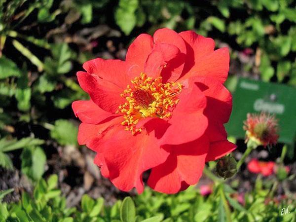 fleur longue floraison