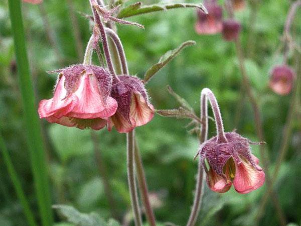 gravilat rose apprivoisé