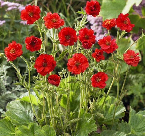 gravilata de flores rojas dobles