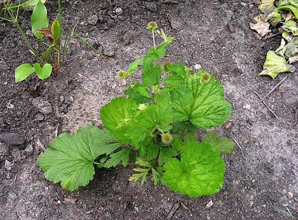 gravilat sur un parterre de fleurs