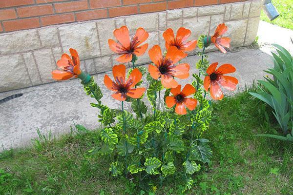 coquelicots