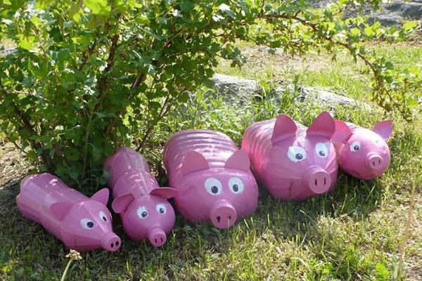 cochons dans le jardin