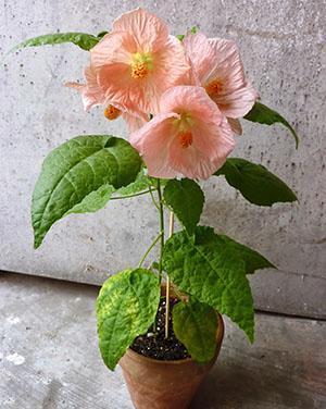 Les premières fleurs d'abutilon