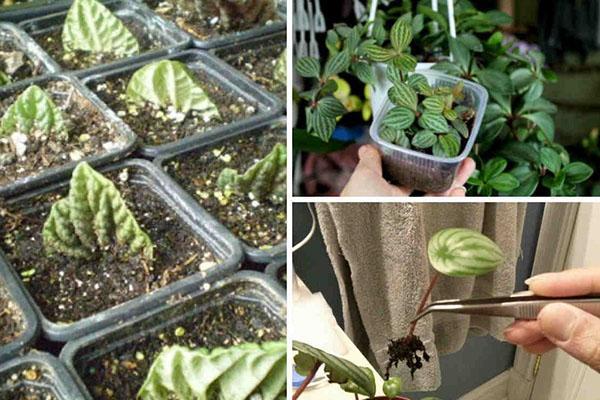 propagation des tiges de peperomia