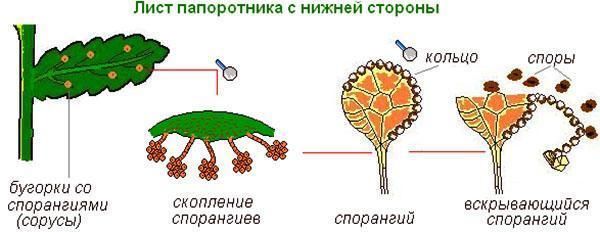 Schéma de reproduction des spores