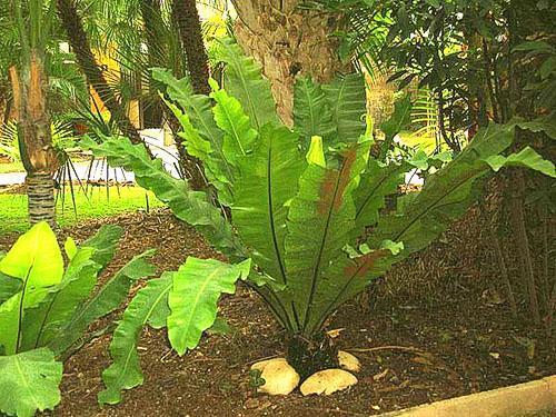 Anidando Asplenium en el paisaje