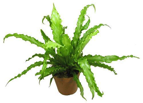 Asplenium Osaka se reproduit par spores