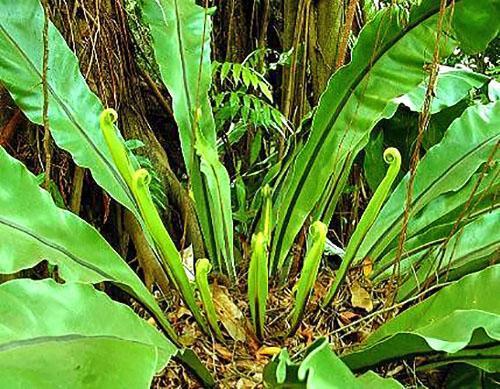 Reproduction en divisant un buisson adulte