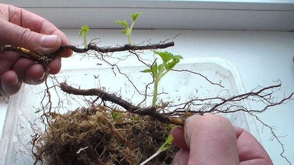 propagation du sorbier par les couches de racines