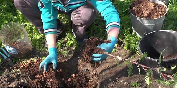 planter un semis de sorbier