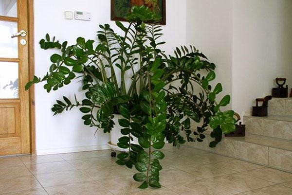 Zamioculcas en el interior de la habitación