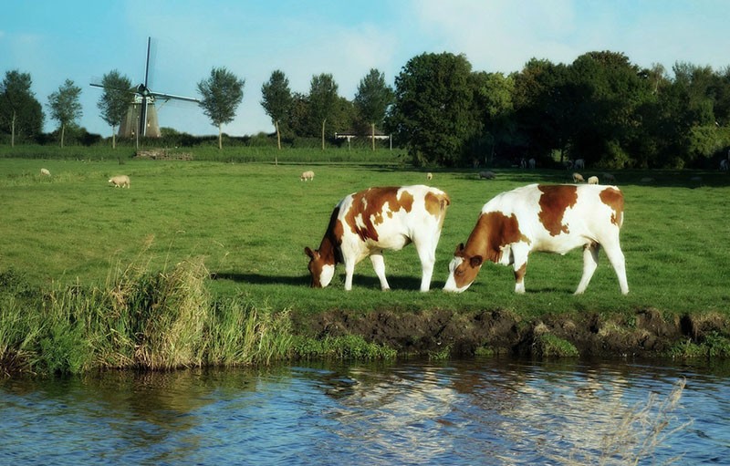 stabulation-pâturage des vaches