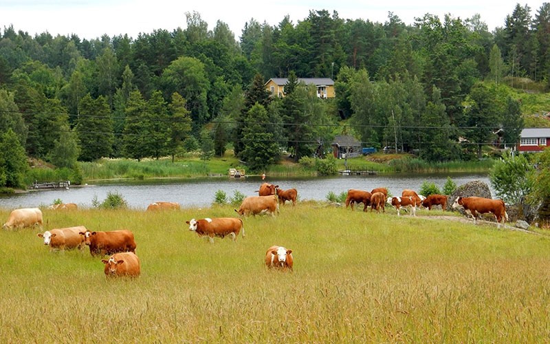 vaches au pâturage