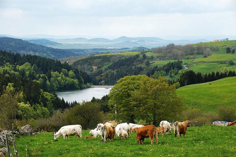 le choix du mode d'élevage des vaches