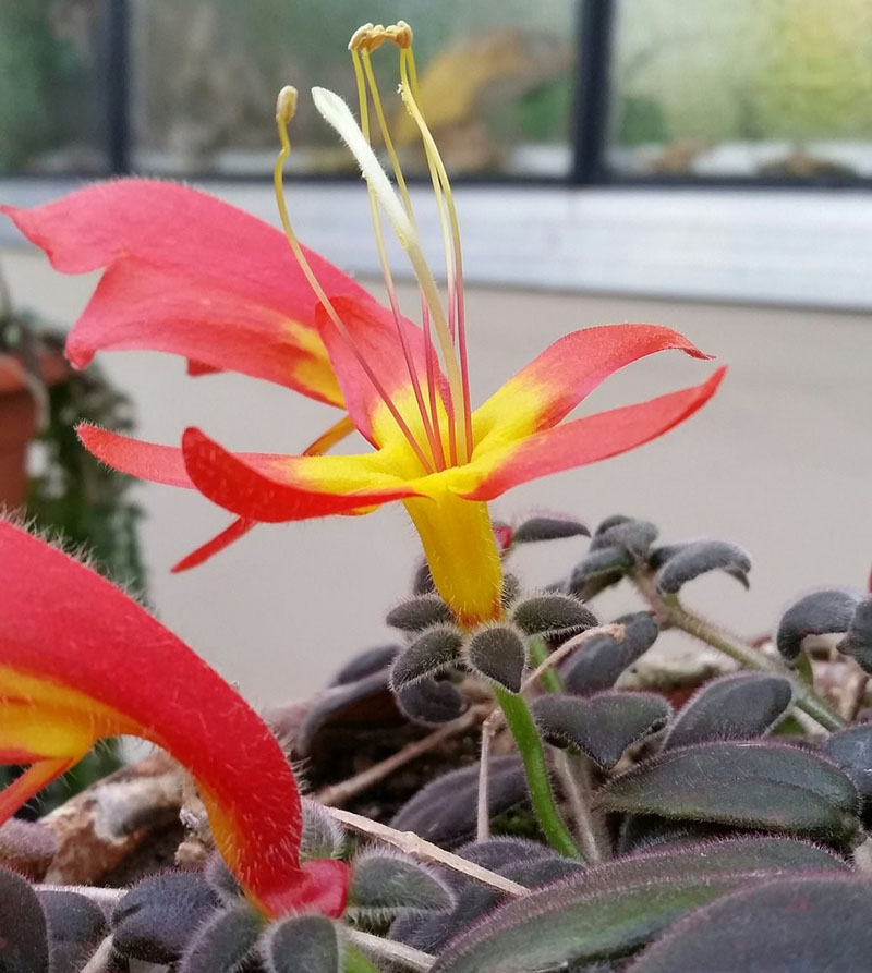 techniques agricoles pour prendre soin de la columnea à la maison