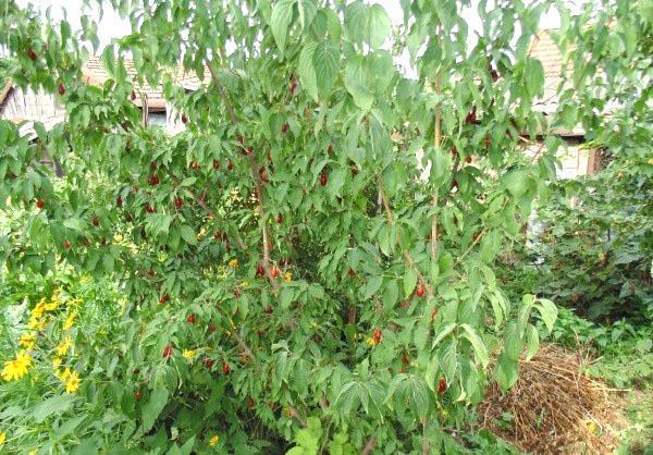 cornouiller fruitier dans le jardin