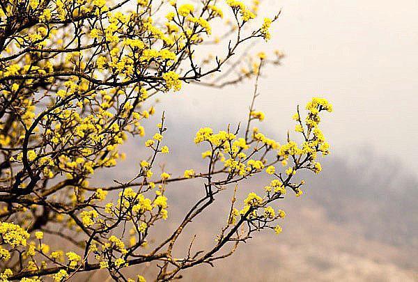 fleurs de cornouiller