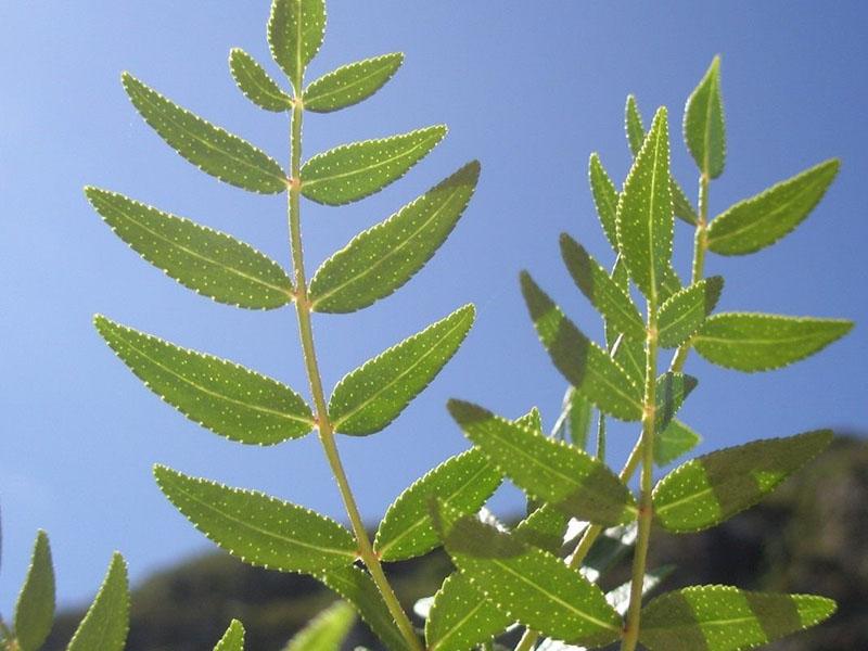 hojas de arbusto