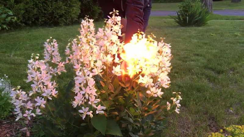 buisson ardent d'herbe