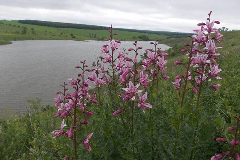 fresno en la naturaleza