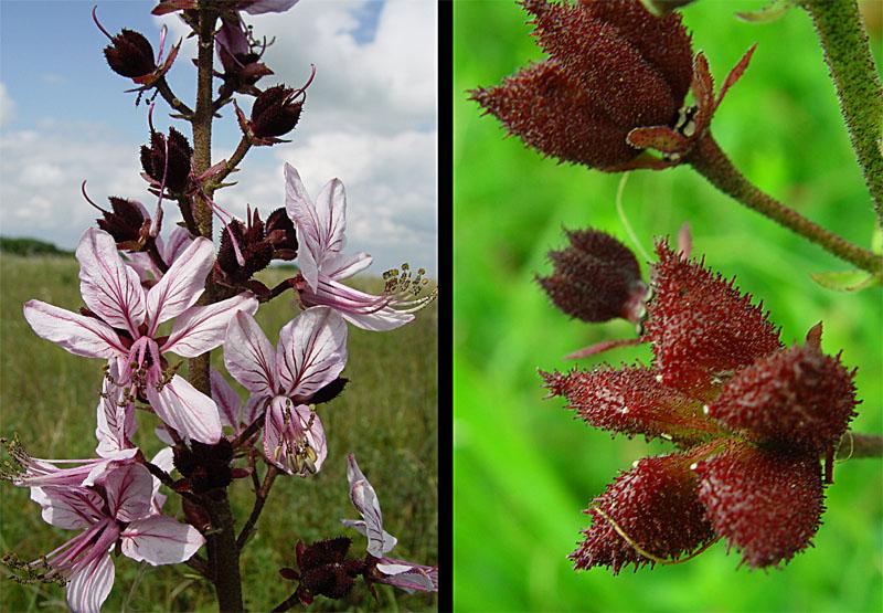 fleurs et fruits du buisson