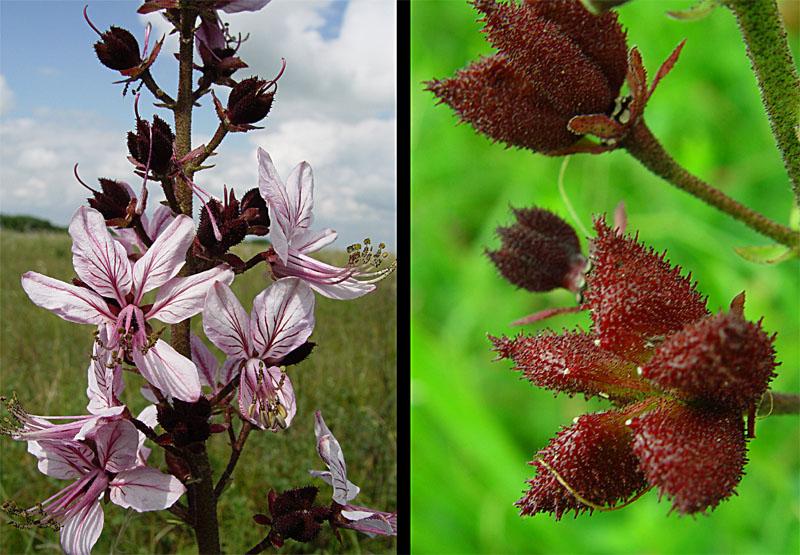 flores y frutos del arbusto