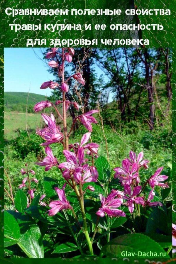 propriétés utiles de l'herbe de brousse