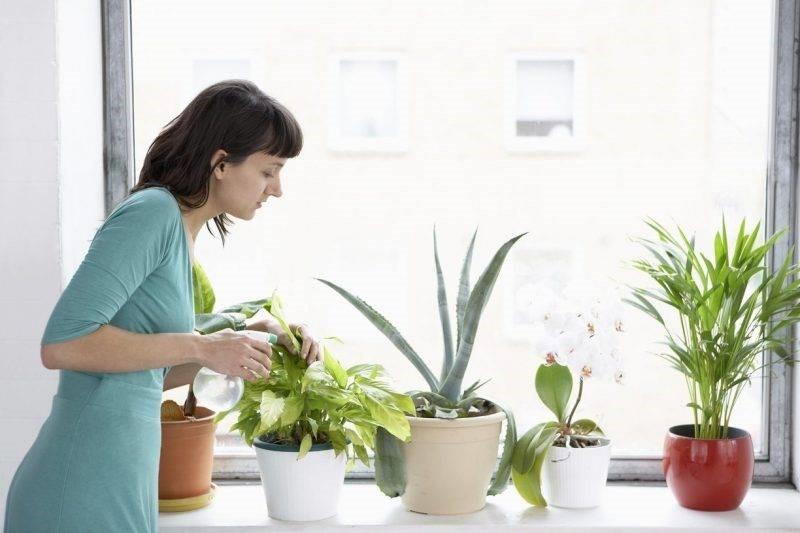 traitement acarin des plantes d'intérieur