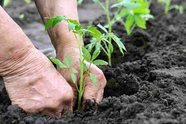 plantar plántulas de tomate en las camas.