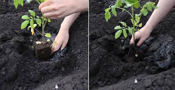 plantar plántulas con una raíz cerrada