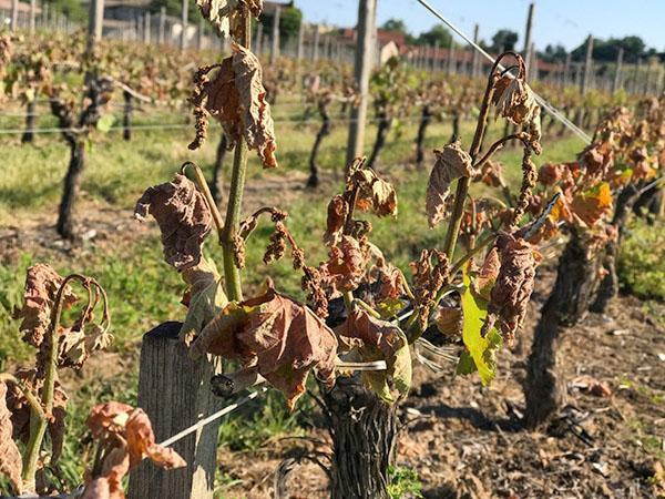 le vignoble se meurt