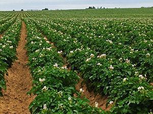 Paillage de pommes de terre