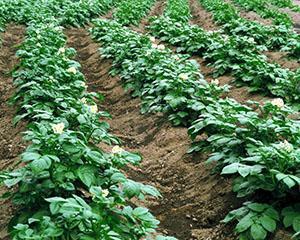 Temps d'arrosage des pommes de terre