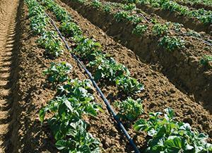 Irrigation goutte à goutte des pommes de terre