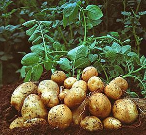 Le résultat d'un bon arrosage du jardin