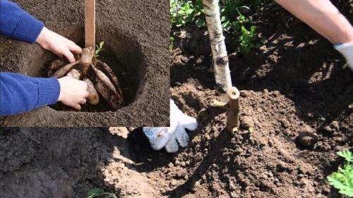 planter des tubercules