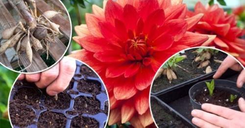 quand planter des dahlias