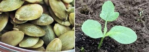 quand planter de la citrouille