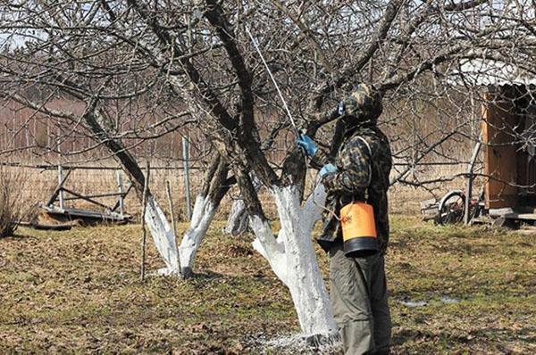 tratamiento de jardín con urea con sulfato de cobre